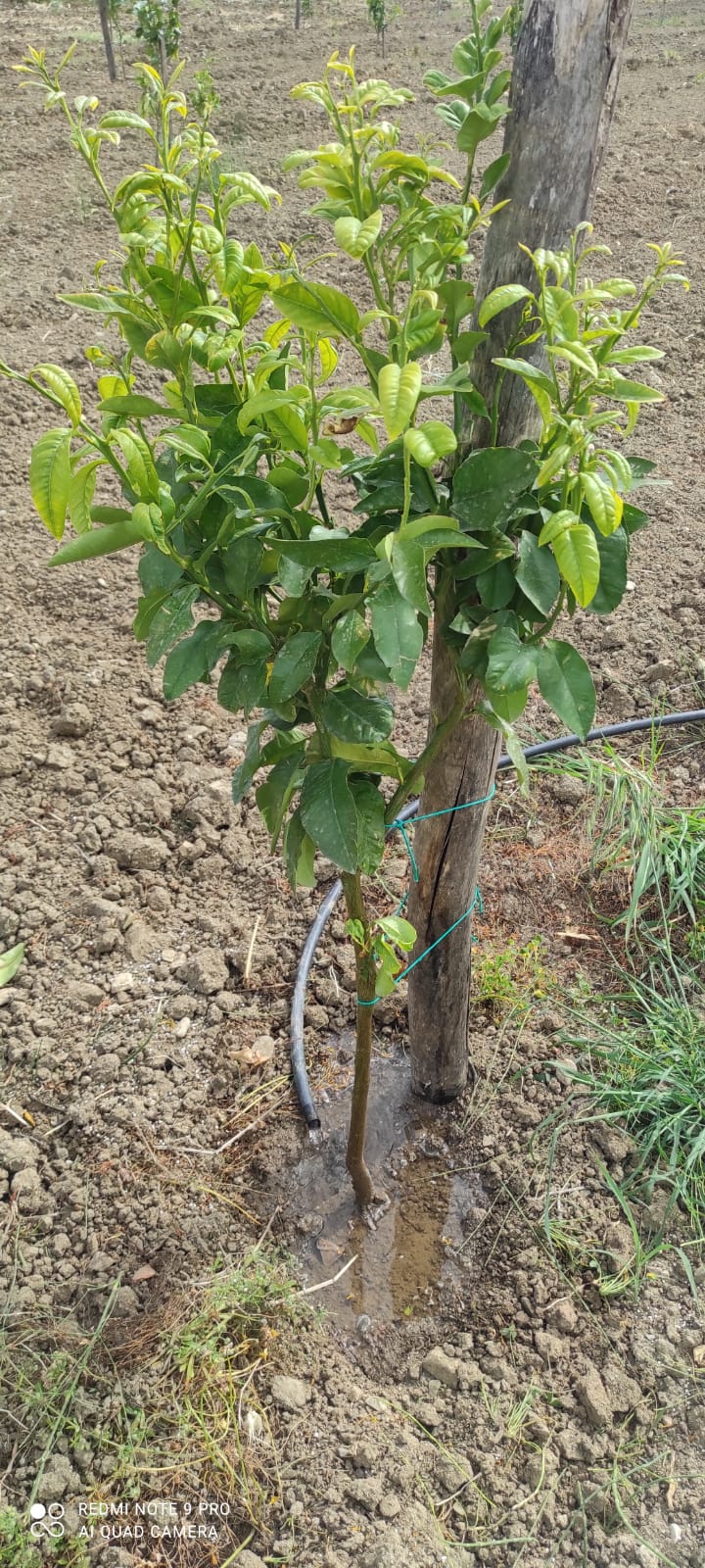 WhatsApp Image 2025-08-25 at 17.27